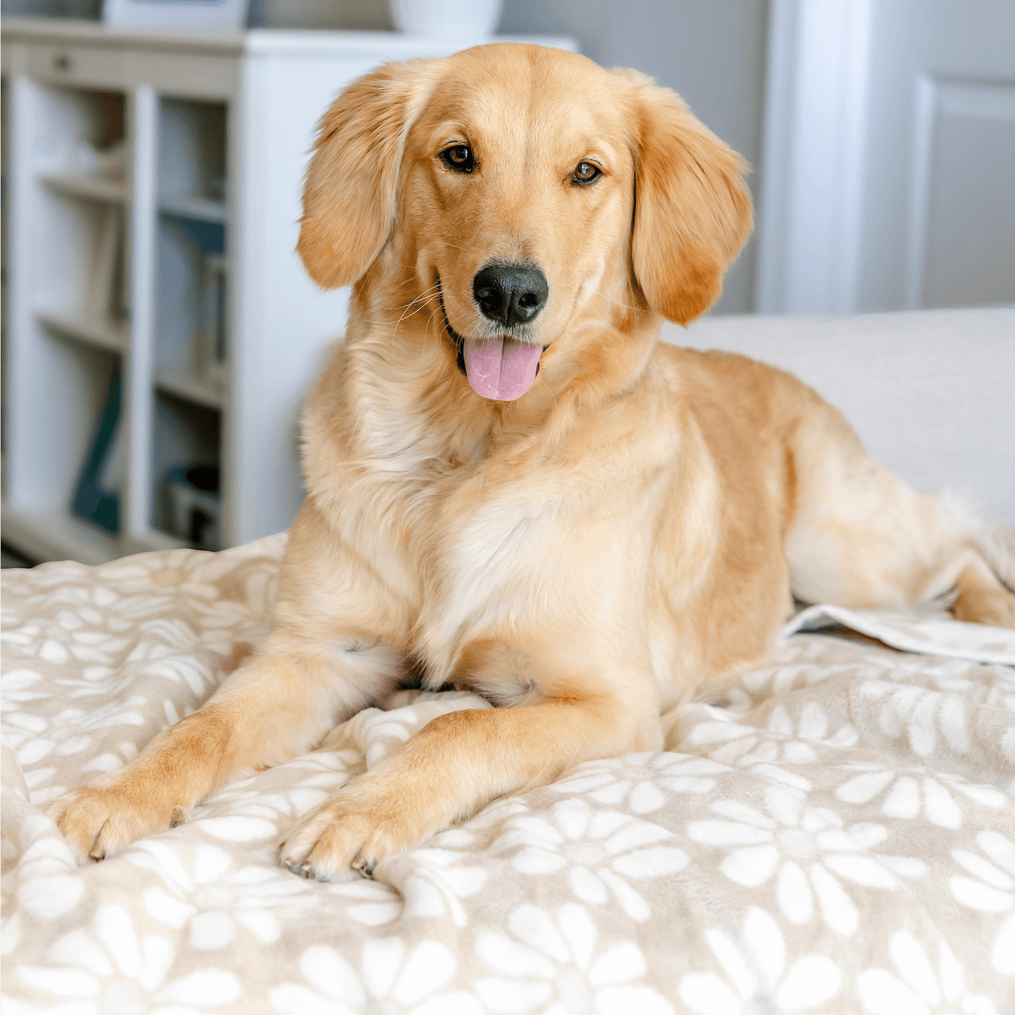 Fresh as a Daisy Wheat Dog Blanket